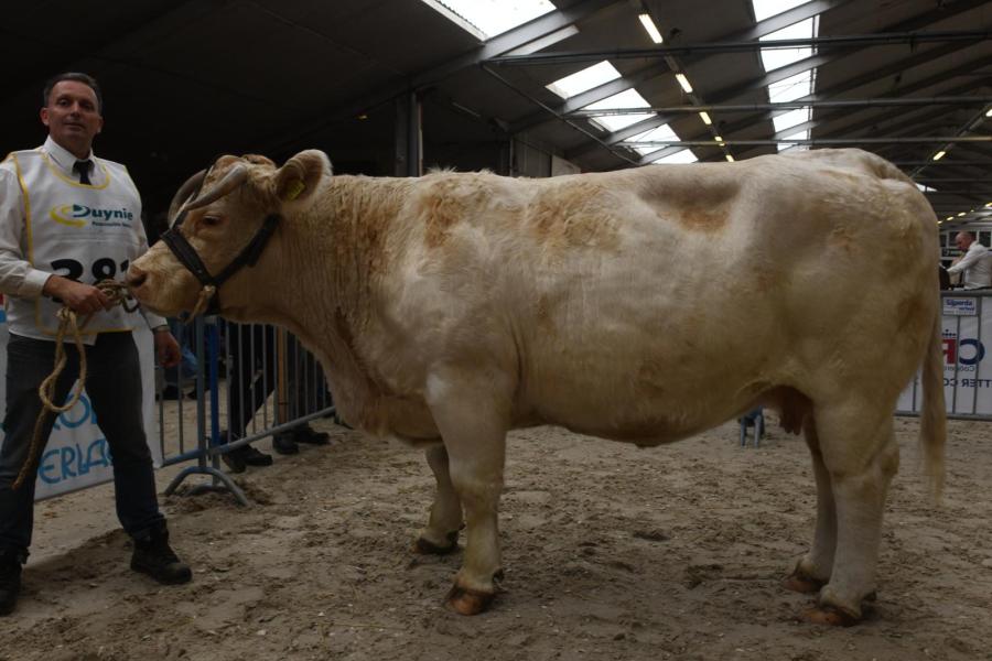 De 11-jarige J Lo vd Helenahoeve (v. Utrillo), winnaar rubriek volwassen koeien