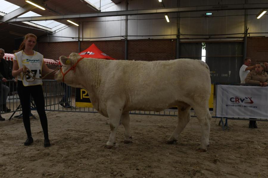 Soof (v. Orlando vd Helenahoeve), kampioen jonge koeien en reservekampioen vrouwelijk volwassen