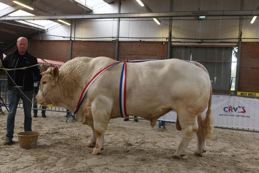 Strauss (v. Ocean), kampioen volwassen stieren en algemeen kampioen mannelijk