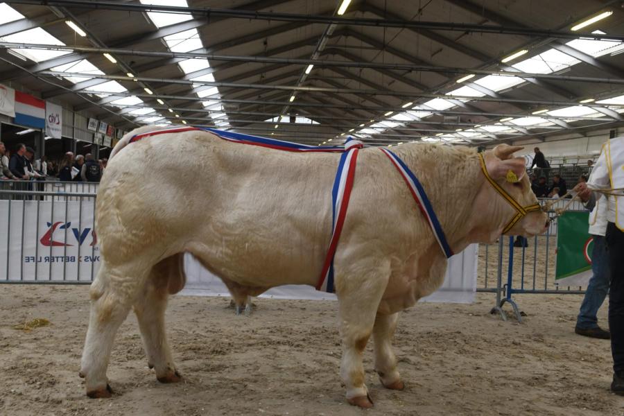 Virgil (v. Magicien), winaar van de rubriek mannelijk 14 tot 18 maanden en kampioen mannelijk tot 1,5 jaar 