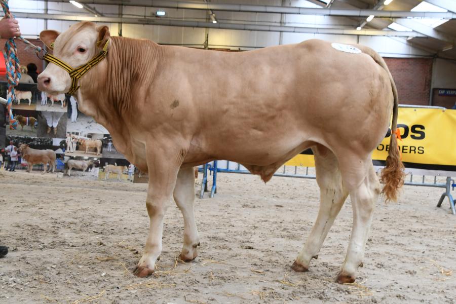 Amalfi van de Woeste Hoeve (v. Spare-Rib), kampioen mannelijk tot 1 jaar