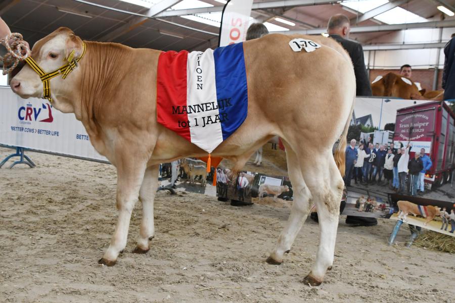 A-Star van de Menningweer (v. Ruben), kampioen mannelijk tot 1 jaar