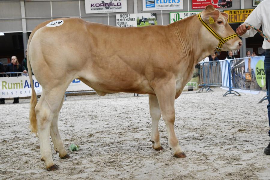Vega Malo (v. Largo), reservekampioen vrouwelijk 1 tot 2 jaar