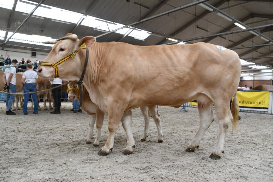 Orchidée (v. Fromant), reservekampioene vrouwelijk ouder dan 3 jaar