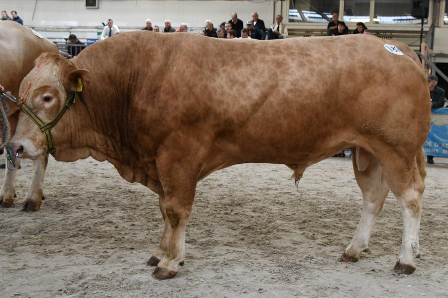 GG Sastre Pp (v. Ignis), reservekampioen mannelijk ouder dan 3 jaar
