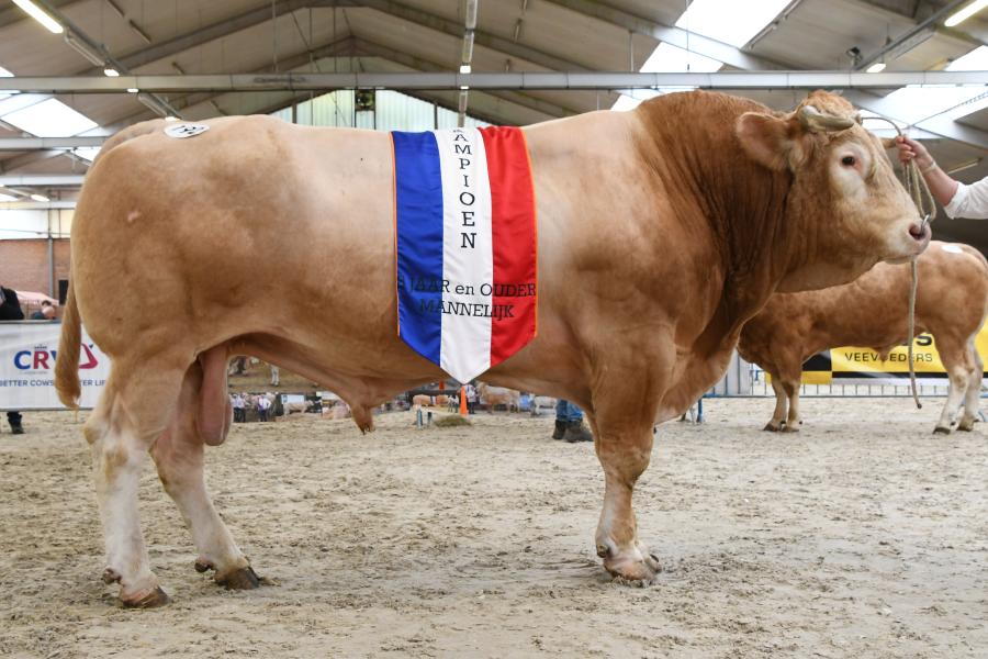BAC Jacco Du Moulin (v. Arlequin), kampioen stieren ouder dan 3 jaar