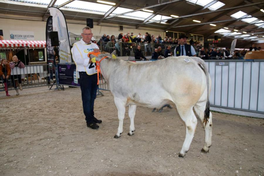 rubriek Piemontese 5