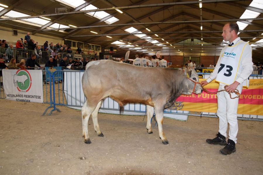 rubriek Piemontese 2