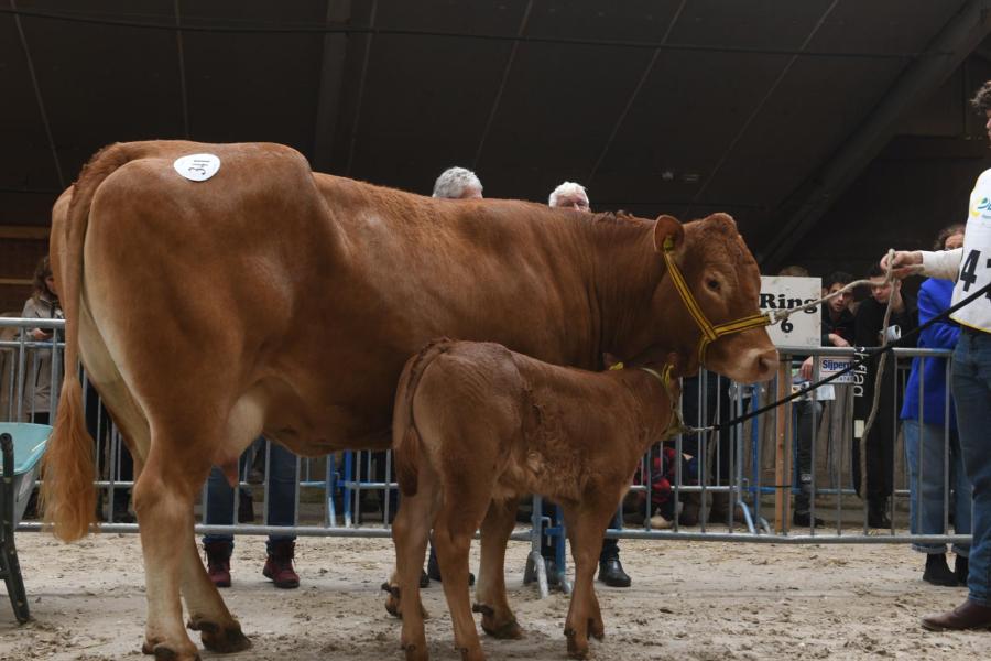 Mairose P van 't Hoogeveld (v. Hurricane P) met kalf Ariel van 't Hoogeveld, reserevkampioen koeien
