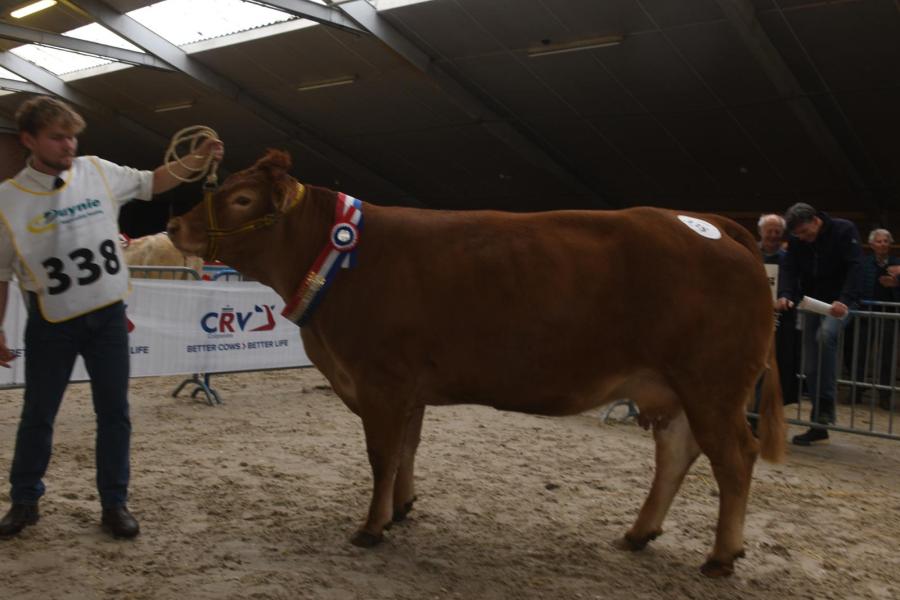 Palma P van 't Hoogeveld (v. Housard), kampioen koeien