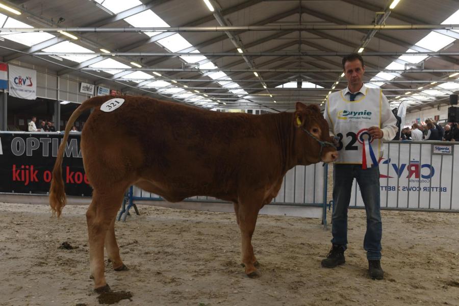 Qred Viki (v. Mercure Mn), Kampioen vaarskalveren