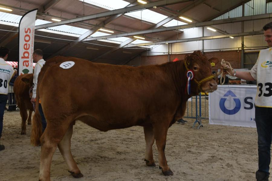 Ureltsje van 't Hoogeveld (v. Hurricane P), kampioen vaarzen