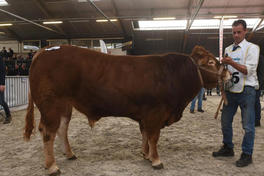 Vittel de Mossee (v. Spiderman), kampioen stieren en algemeen dagkampioen mannelijk