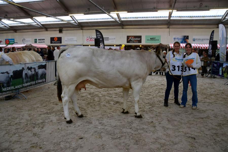 rubriek Piemontese 9