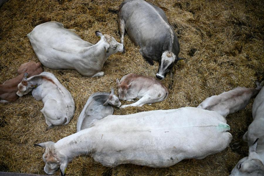 De potstal zit vol met koeien en hun zogende kalveren