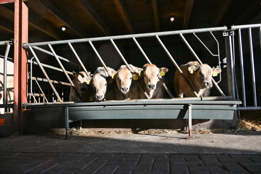 De zogende kalveren kunnen in een aparte ruimte bijgevoerd worden