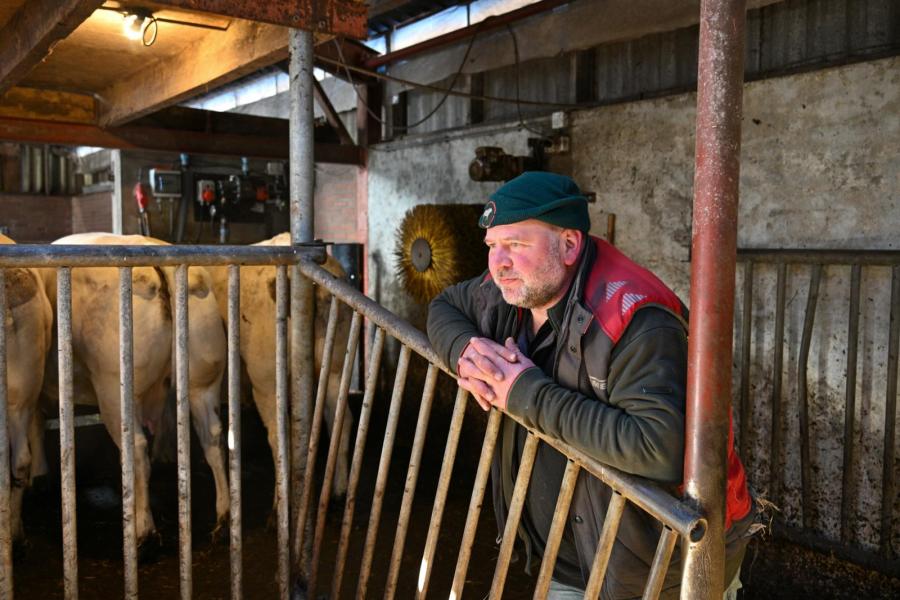 Het houden van de piemonteses is echt een hobby. Claus kan hangende over een hek genieten van het vee
