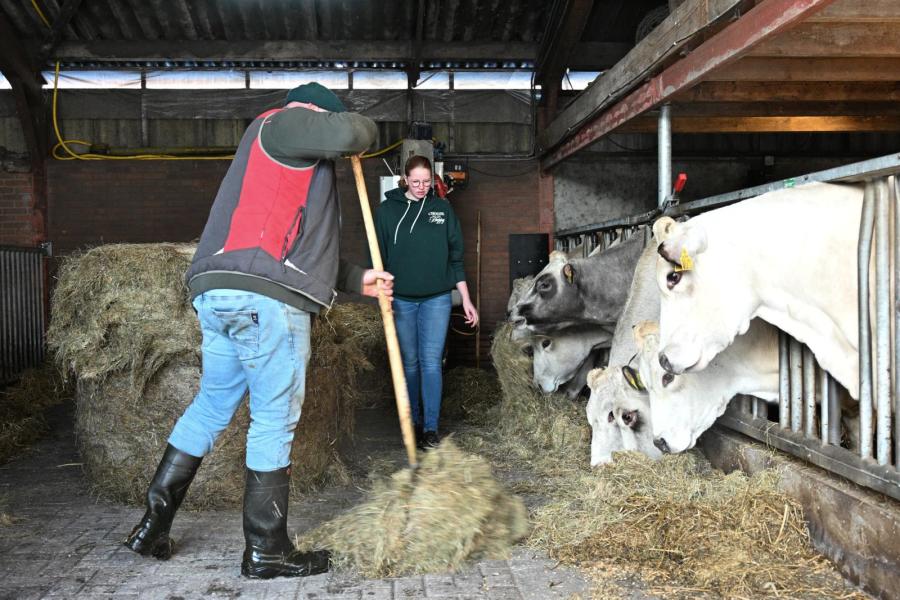 Het voeren gebeurt met de hand. Op de voergang staan ronde balen met verschillende kwaliteit gras