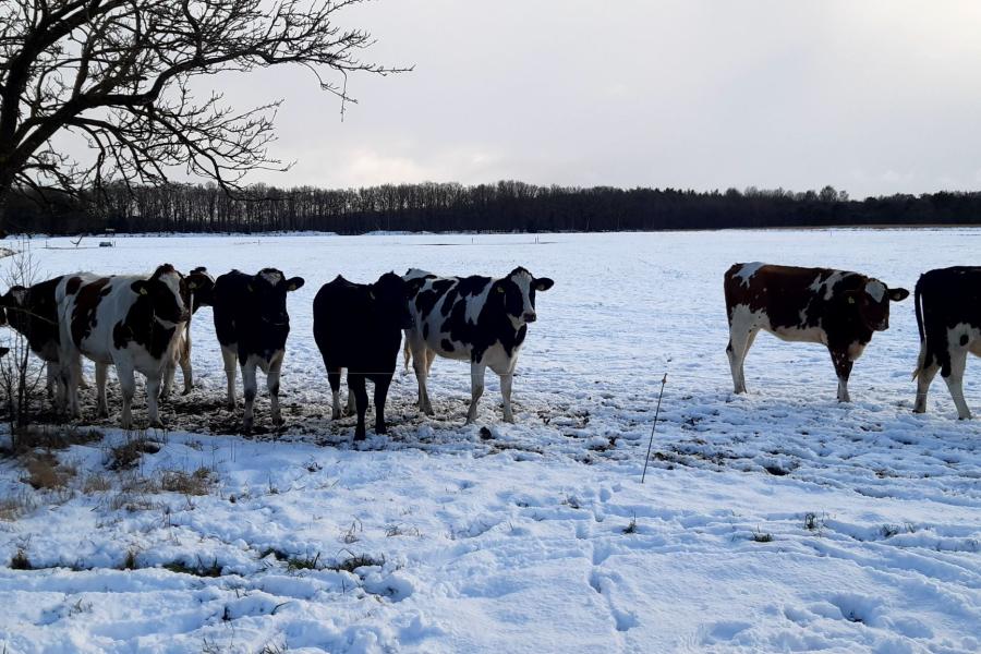 Op zoek naar gras onder de sneeuw (foto: Engbert Dijkstra)