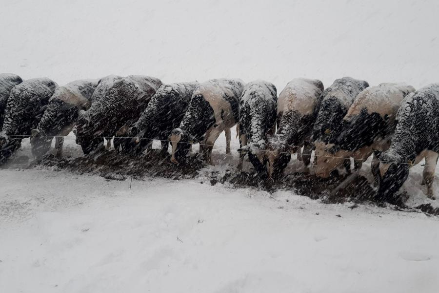 En het bleef maar sneeuwen ... inmiddels staan de pinken van Engbert Dijkstra op stal