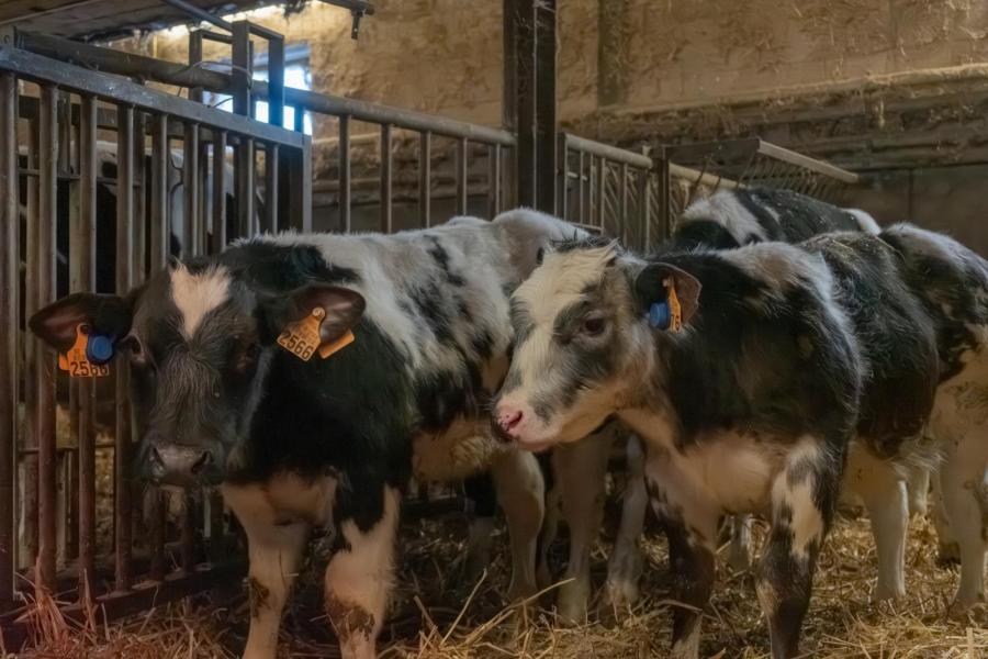 In het extreem droge jaar 1976 moesten veel boeren uit voernood vee verkopen. Franz had wel genoeg voer hadden en kon goedkoop Belgisch witblauwvaarzen aankopen. Hiermee legde hij de basis voor de Belgisch witblauwfokkerij op Het Caloenhof.