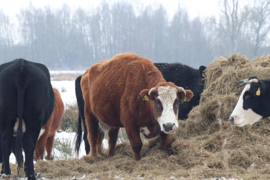 Blaarkoppen in natuurgebied Roegwold. Detail: de roodbonte blaar heet Nancy 8 en is inmiddels ruim 22 jaar oud. (foto Marjolein van Tilburg)