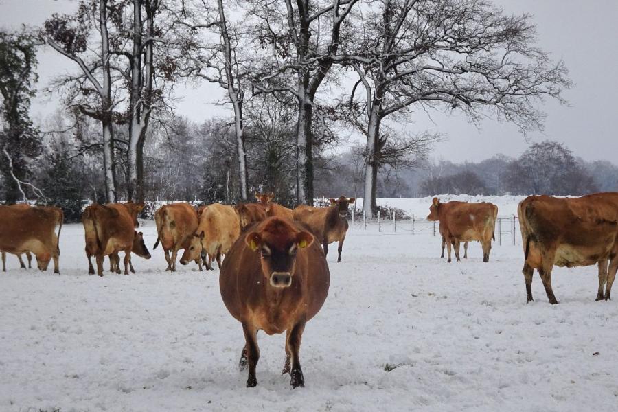 Een heel koppel jerseys geniet van de sneeuw (foto: Silvia van Straten)
