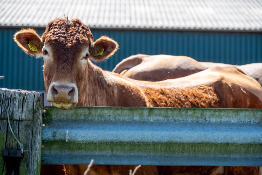 Limousin Vromans 0