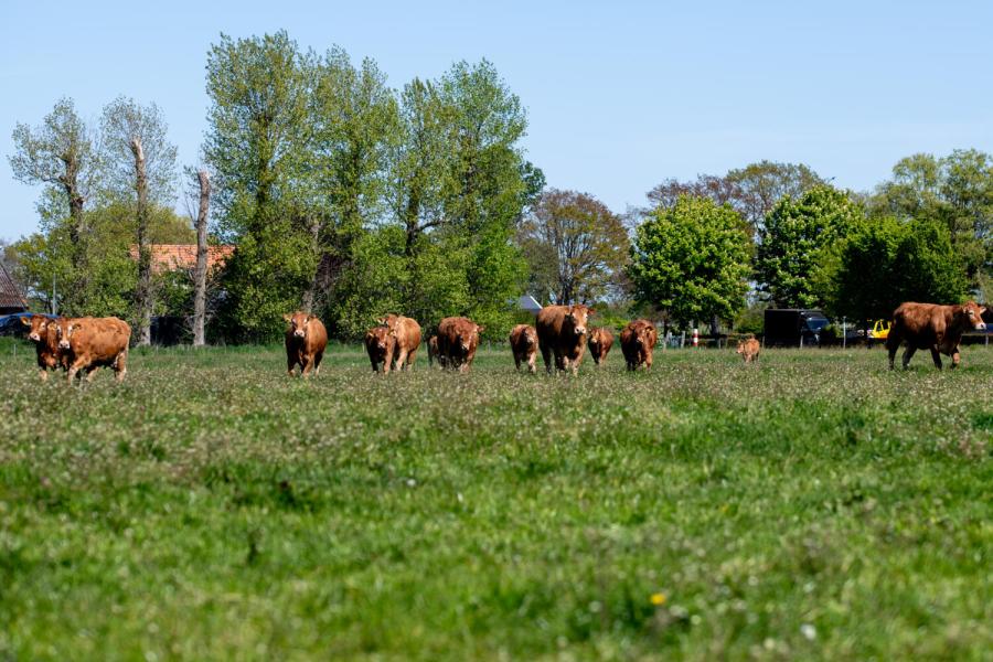 Limousin Vromans 10
