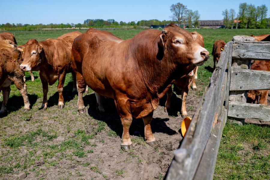 Limousin Vromans 11