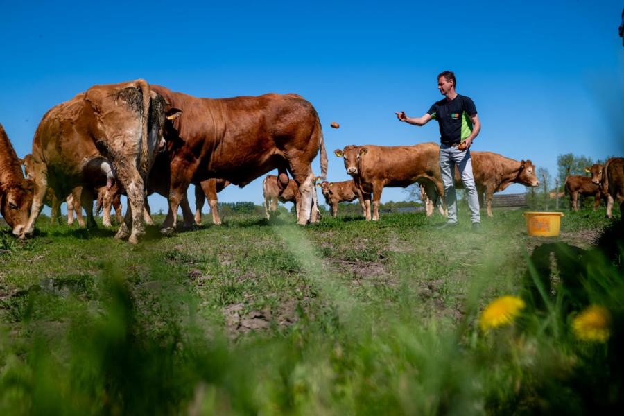 Limousin Vromans 12