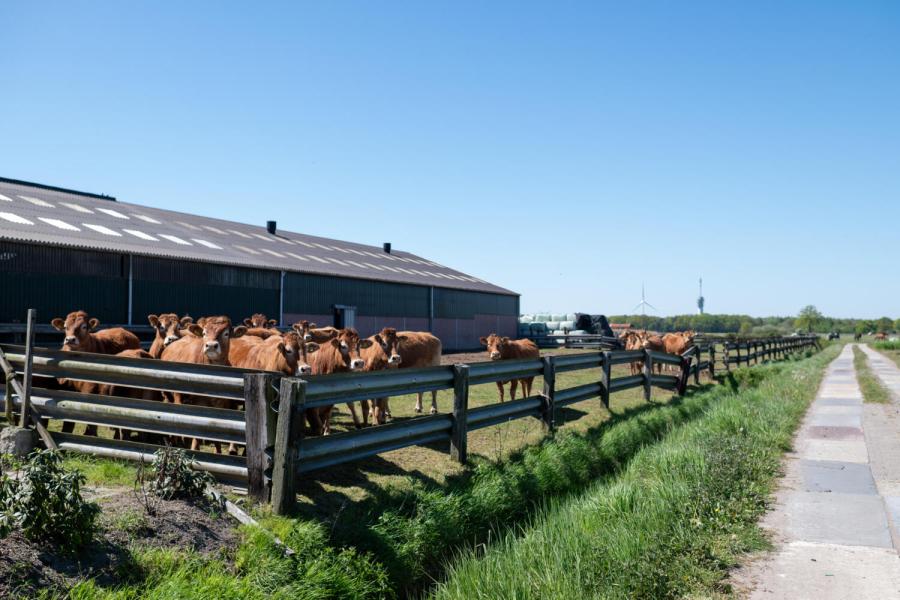 Limousin Vromans 3