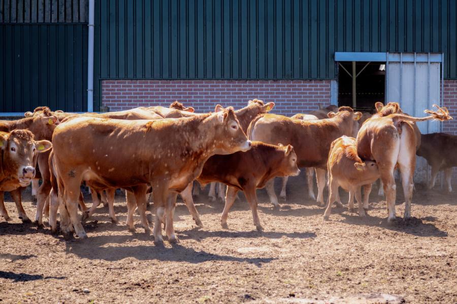 Limousin Vromans 4