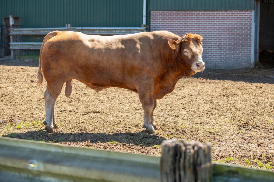 Limousin Vromans 5