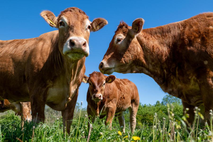 Limousin Vromans 6