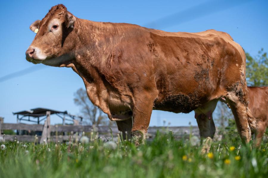 Limousin Vromans 8