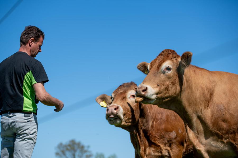 Limousin Vromans 9