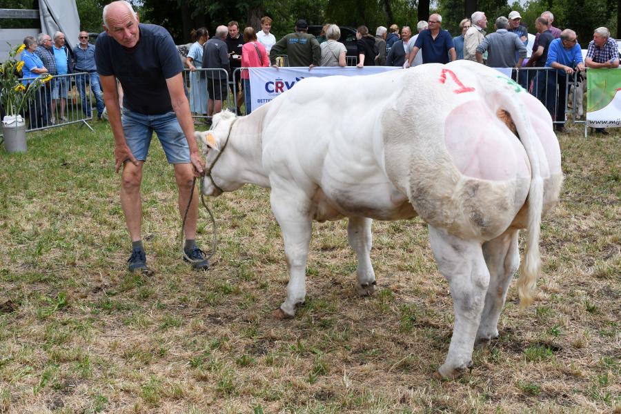 rubriek vaarzen 12-20 8026