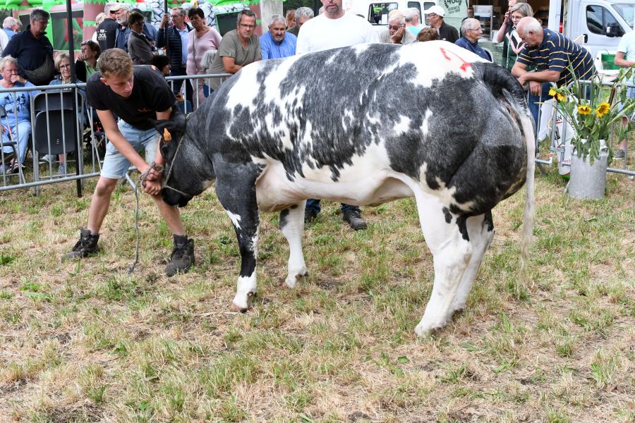 rubriek vaarzen 20-32 Evelien