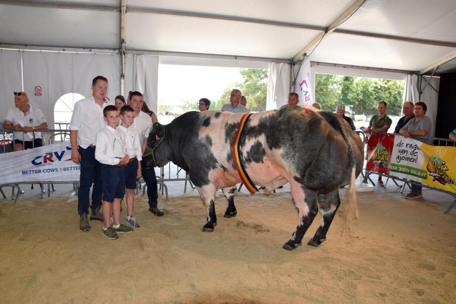 Kamp stieren Levis
