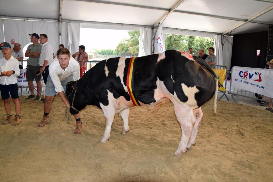 kamp stieren Wout