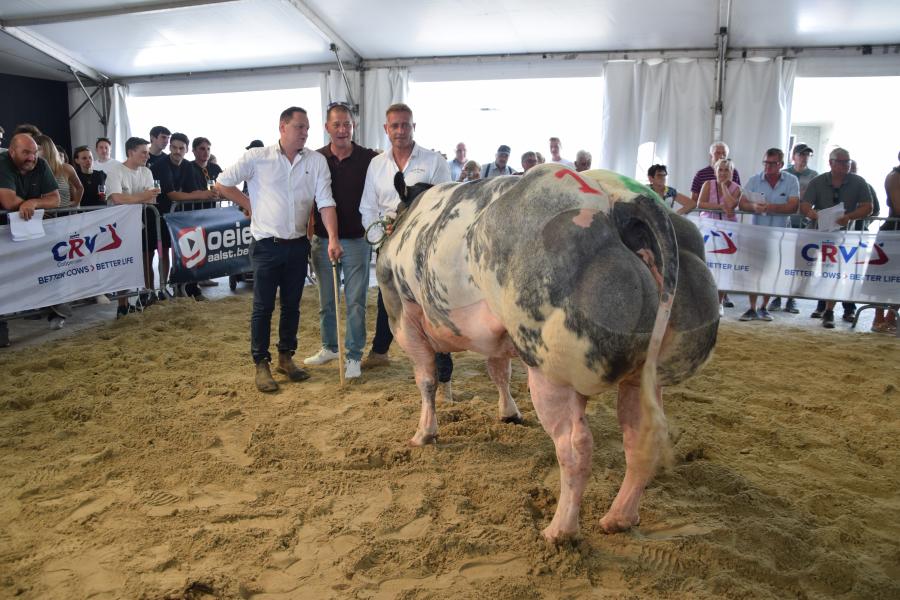 rubriek vaarzen Lunelle