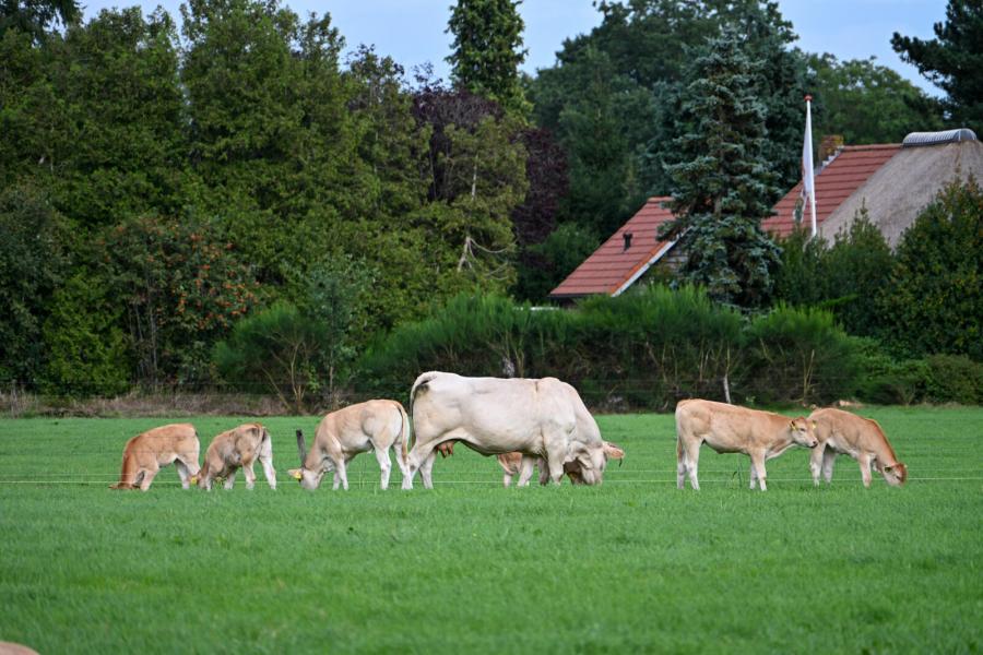 blondekoppel thuis