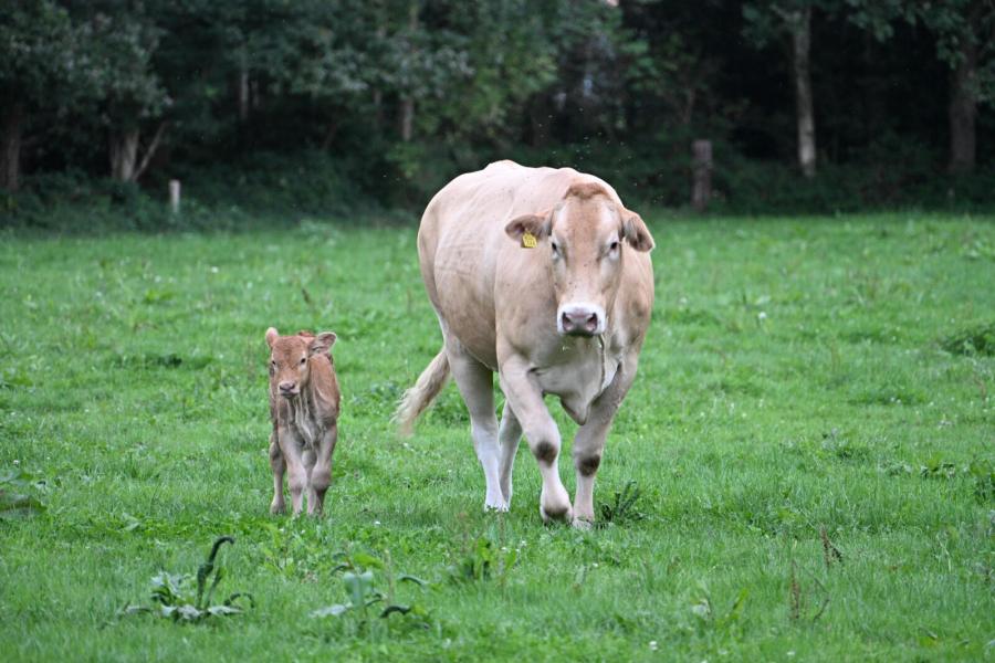 Koe met kalf