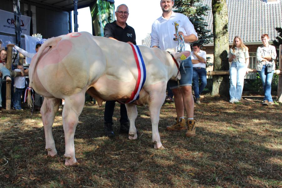 Darko (v. Darko), kampioen jonge stieren