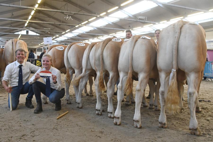 Nakomelingen van een stier
