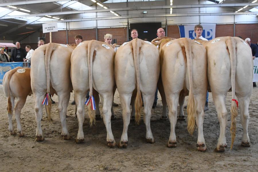 winnende bedrijfsgroep