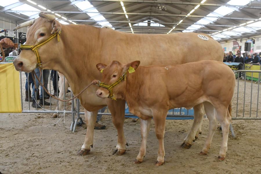 Sophie vd Woeste Hoeve