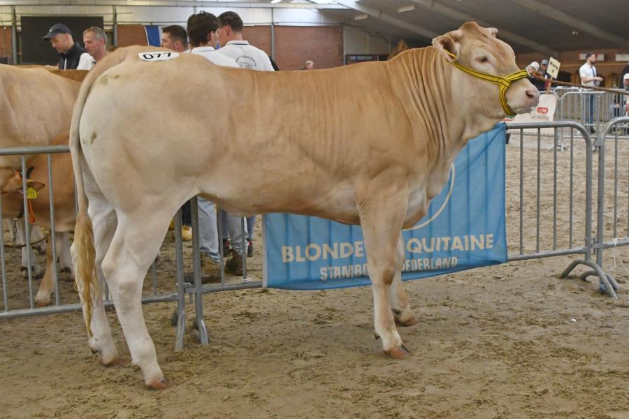 Amalfi vd Woeste Hoeve