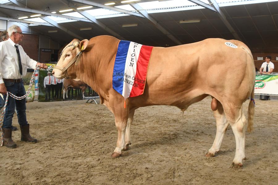 kampioen mannelijk ouder dan drie jaar